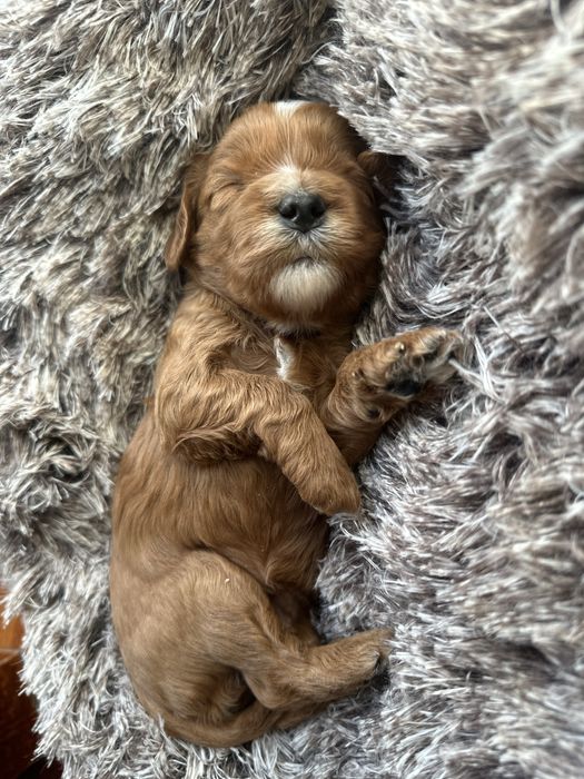 Cavapoo szczeniak suczka