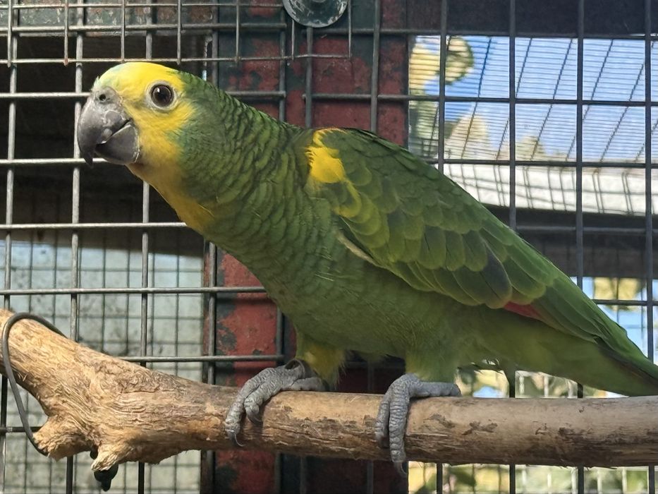 Amazona Aestiva Xanthopteryx