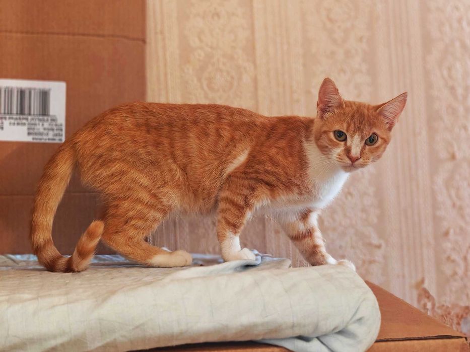 Фенікс з непростою долею шукає дім