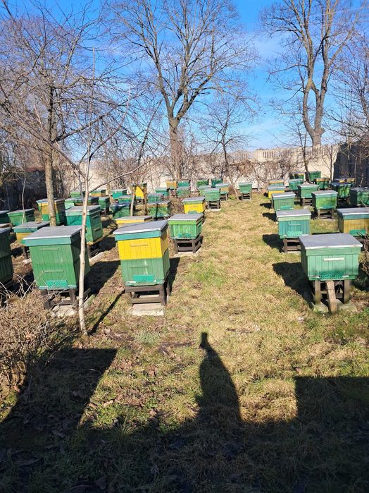 Pszczoły, rodziny pszczele po pierwszym oblocie, ramk wlkp, Sprzedam