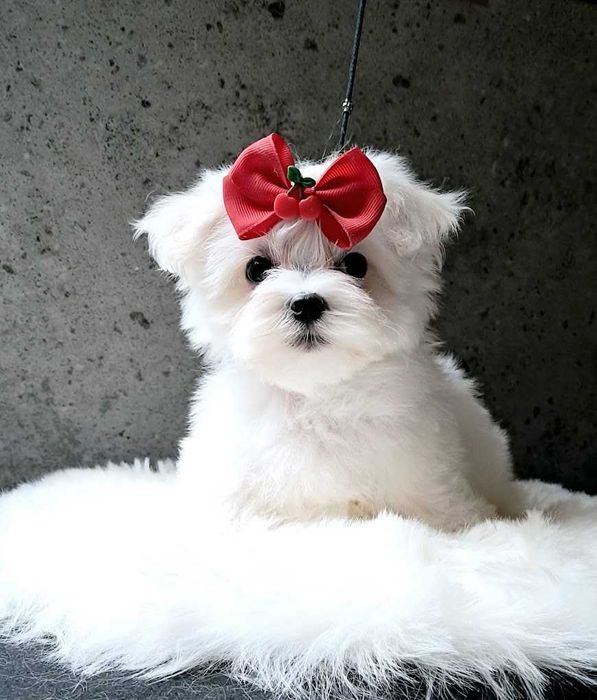 Maltańczyk FCI ZKwP mini do odbioru bogata wyprawka