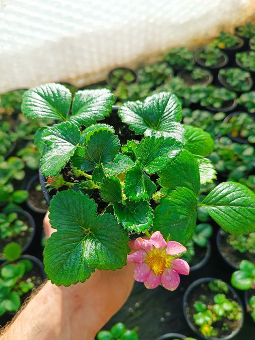 Truskawka powtarzająca gasana x 10