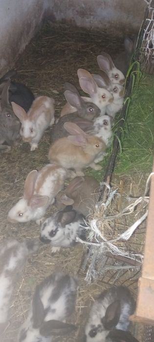 Кролики тушки,молодняк для розведення.