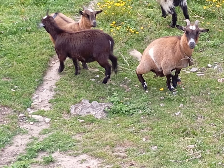 3 fêmeas 1 macho anãs