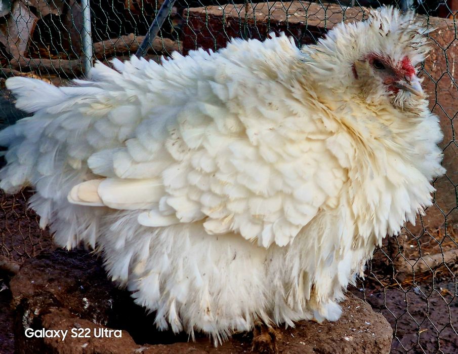 Jajka lęgowe silka jedwabista/satynowa/lokowana/wysyłka