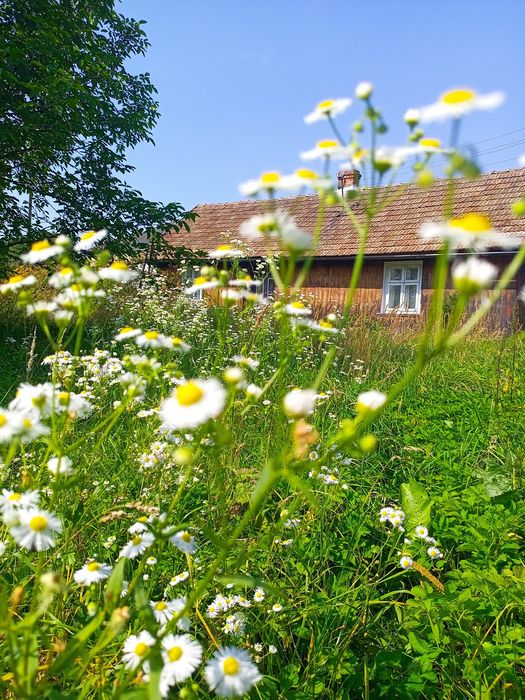 Продаж земельної ділянки 20,37 сот під будівництво в селі Містки
