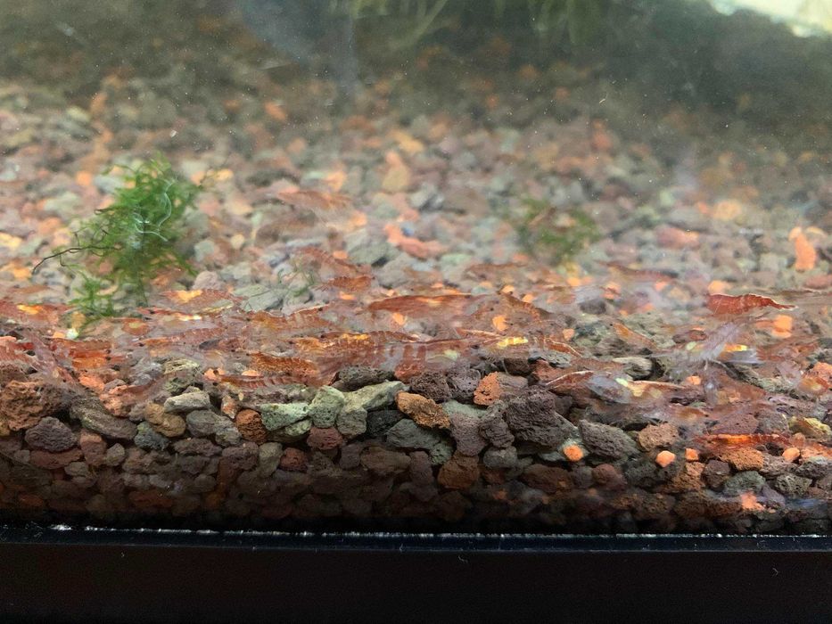 Krewetki Neocaridina