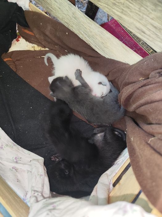 Doação de mãe ou gatos recém nascidos