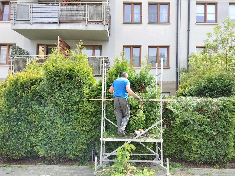 Wycinka drzew, przycinanie tui, nasadzanie żywopłotów