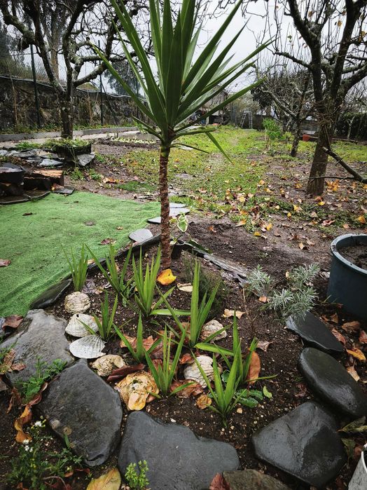 Fiteiras para jardins. Verdadeiras estátuas vivas