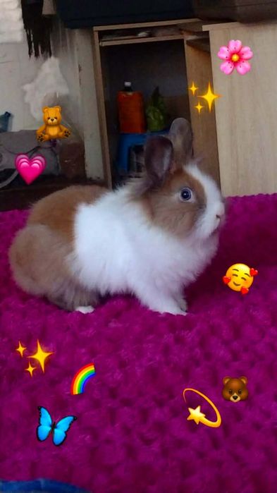 Karzełek Teddy samiczka