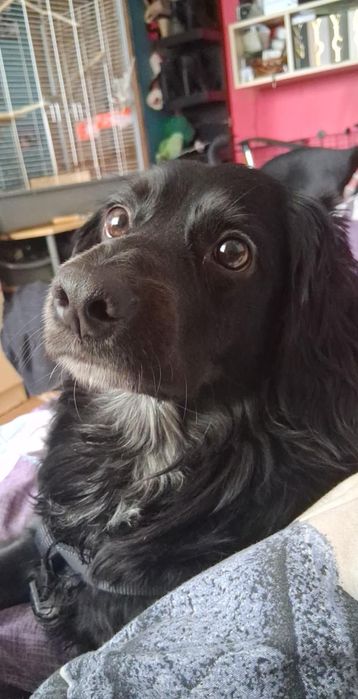 Pies w typie cocker spaniela