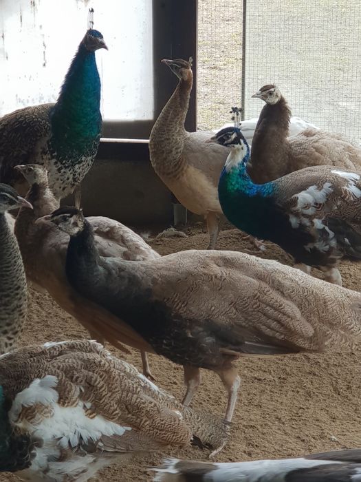 Samiec paw bufor bronz 2025