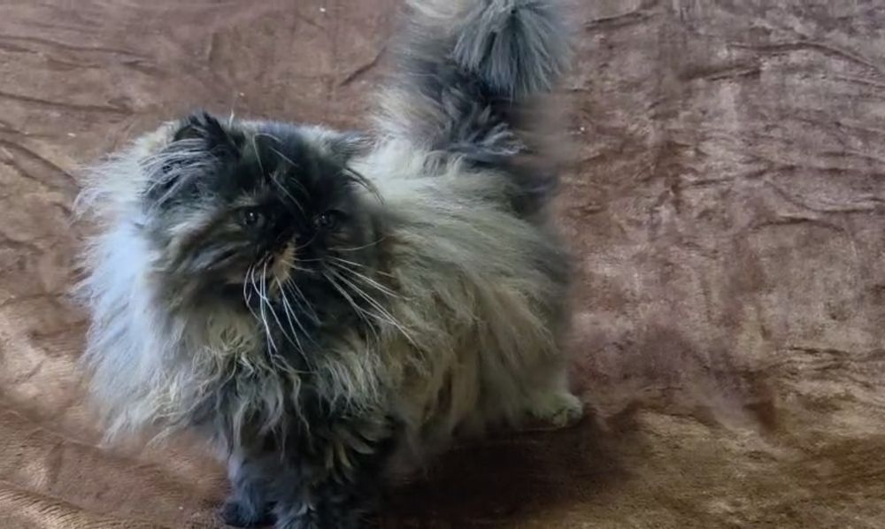 Persa fêmea tartaruga