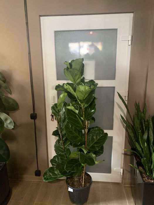 Фікус Ліоата  1,70