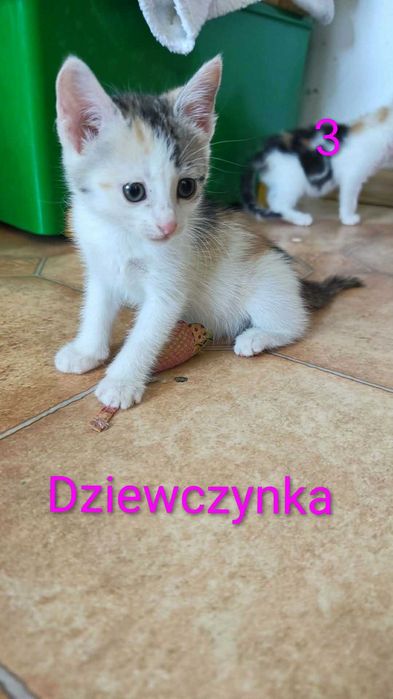 Kotki szukają domu.