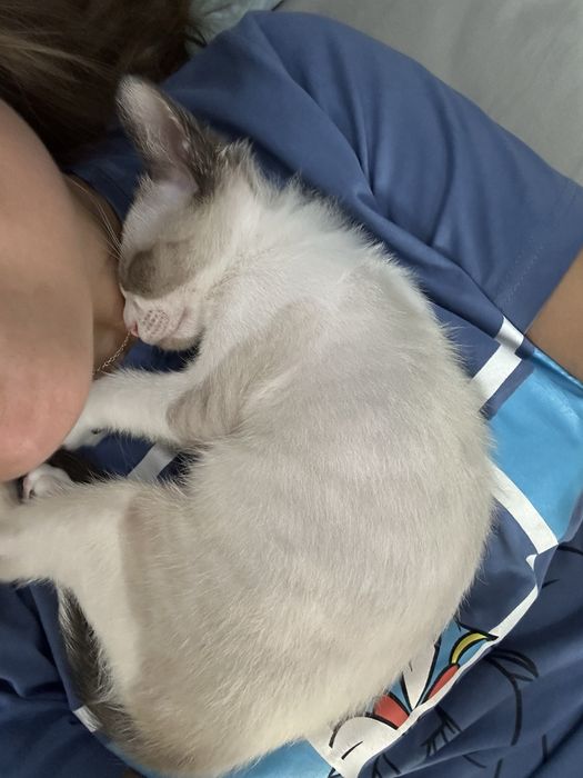 Petsitting e dogwalking