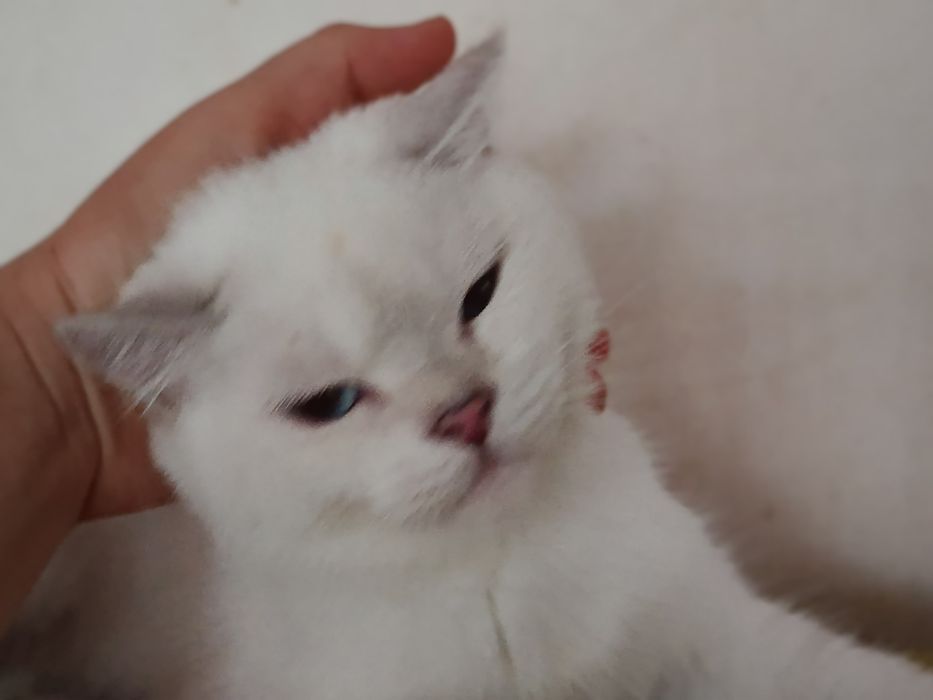 Котик кошеня шиншила колор пойнт синьоокий
