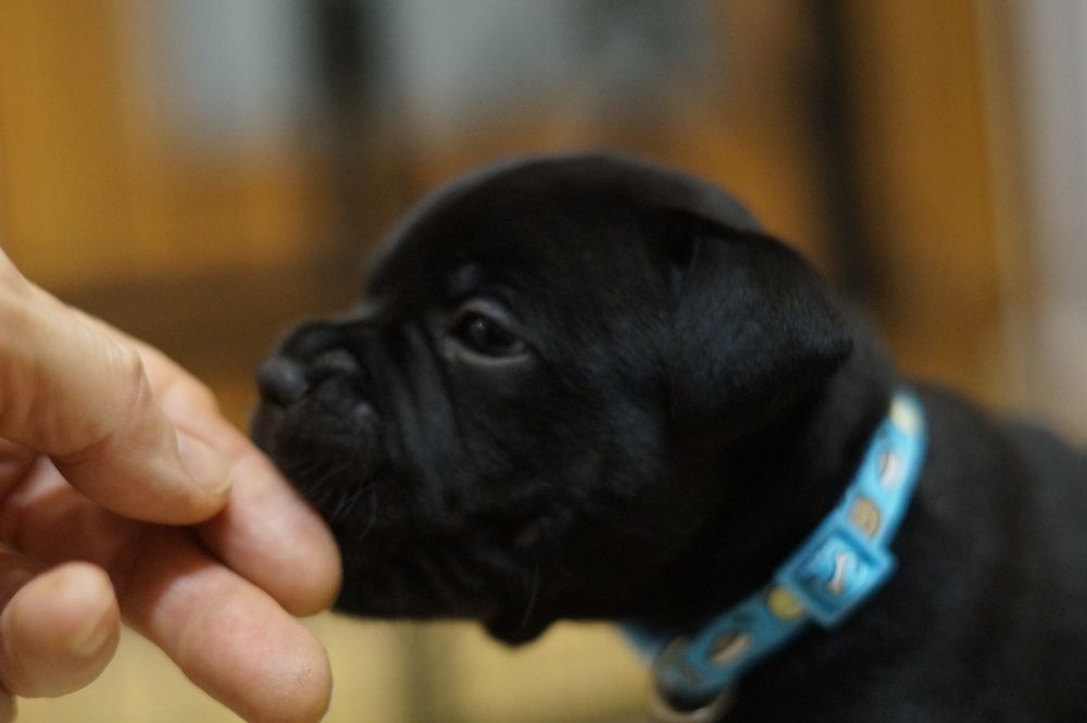 Staffordshire Bull Terrier