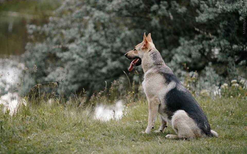 Східноєвропейська вівчарка