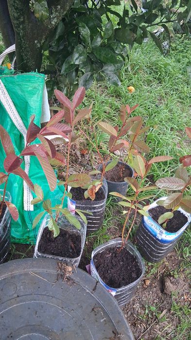 Goiaba pronta para ir para a terra