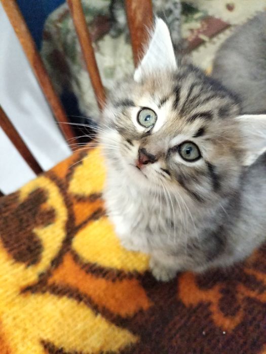 Кошенята, котики