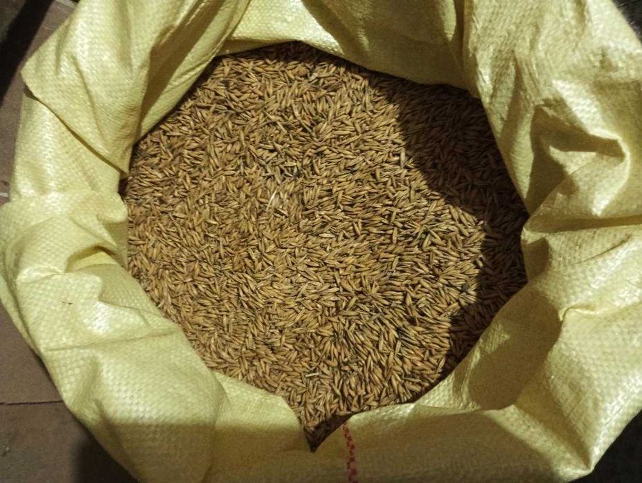 Owies 2025 workowany pellet