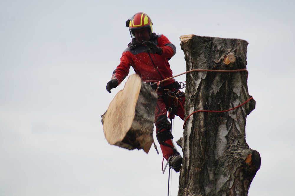 Wycinka, pielęgnacja drzew, usuwanie gałęzi