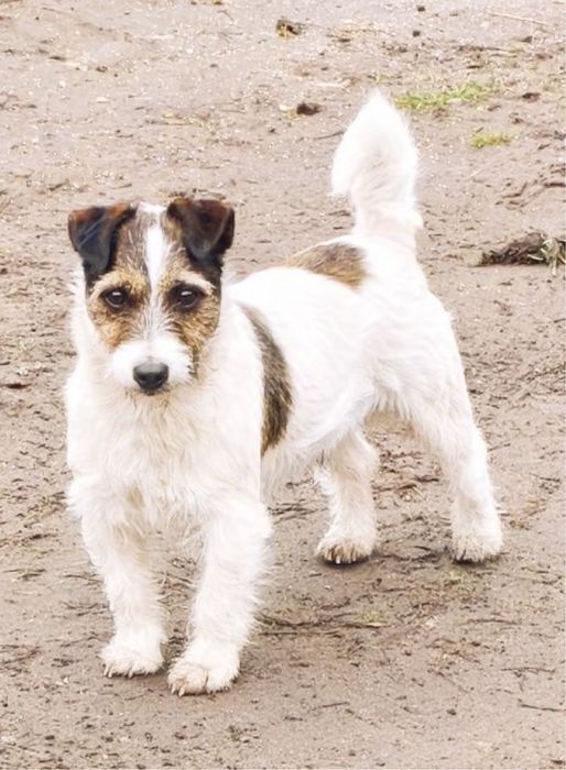 Jack russell terrier