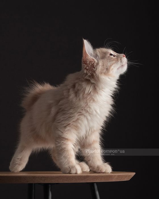 Кошеня хлопчик породи курильський бобтейл