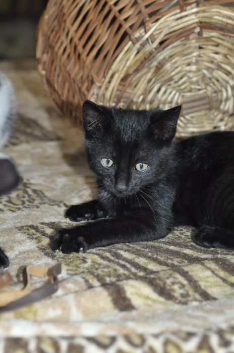 Кошеня шукає родину