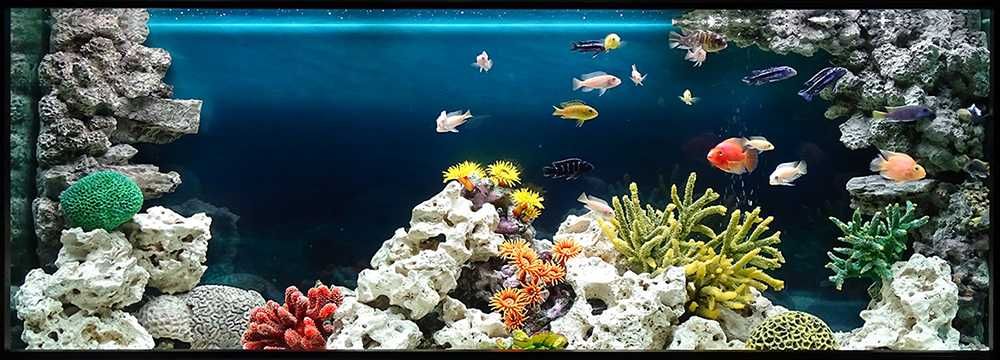 Обслуживание аквариумов | чистка и уход за аквариумами