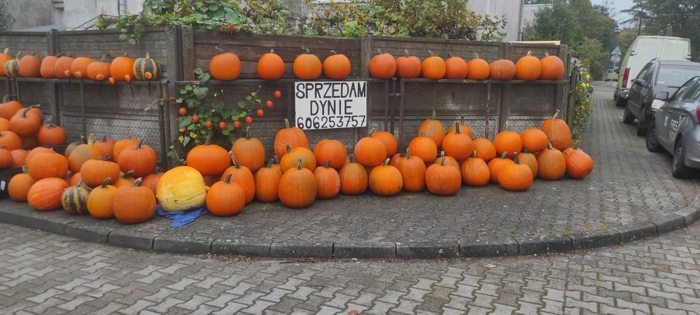 Dynia, dynie, dynie ozdobne