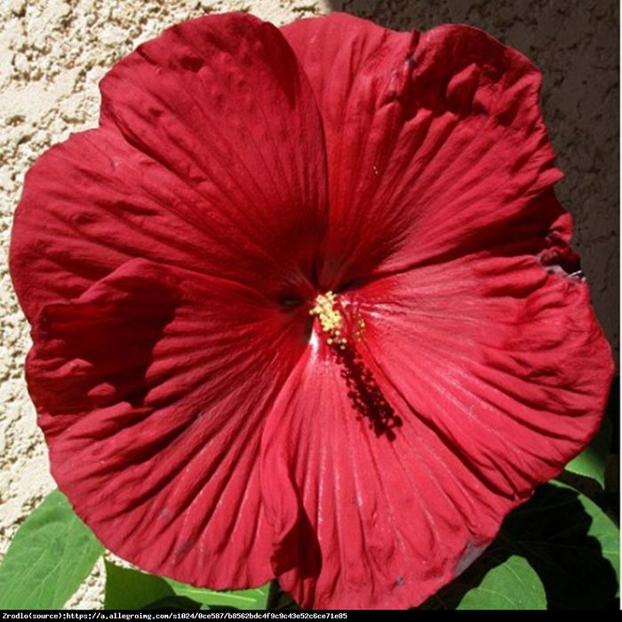 Hibiskus bagienny XXL Fireball Hibiscus moscheutos 'Fireball'