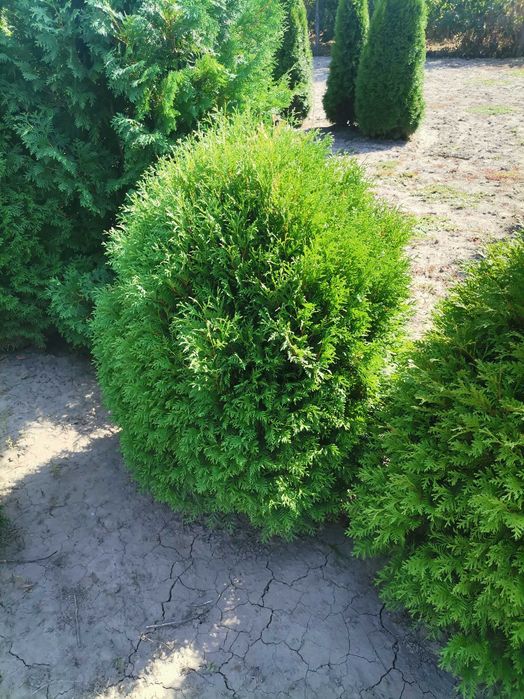 Туї Смарагд, шаровидні туї, барбариси, можевельники, самшит.
