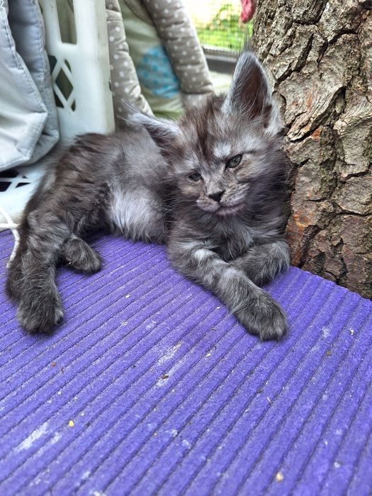 Mainecoon czarna dymna koteczka