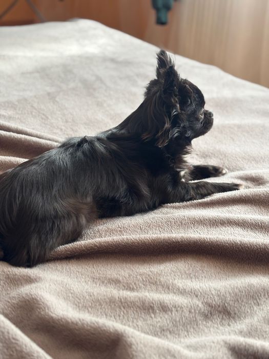 В’язка , хлопчик чихуахуа