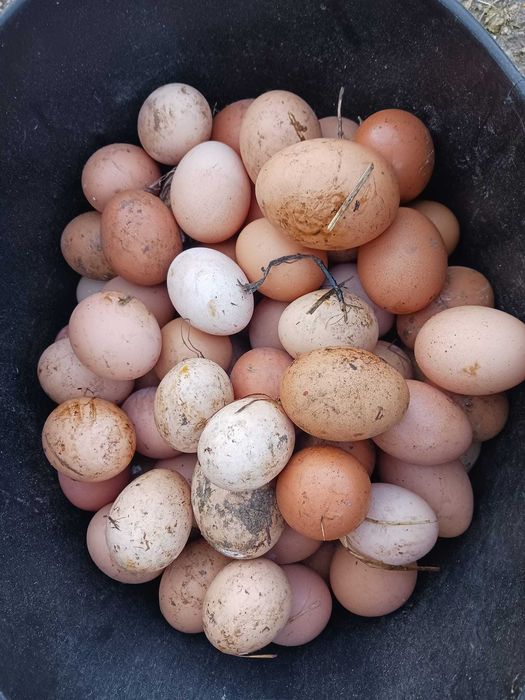 Galos para cabidelas e Ovos das nossas Galinhas criadas ao ar livre