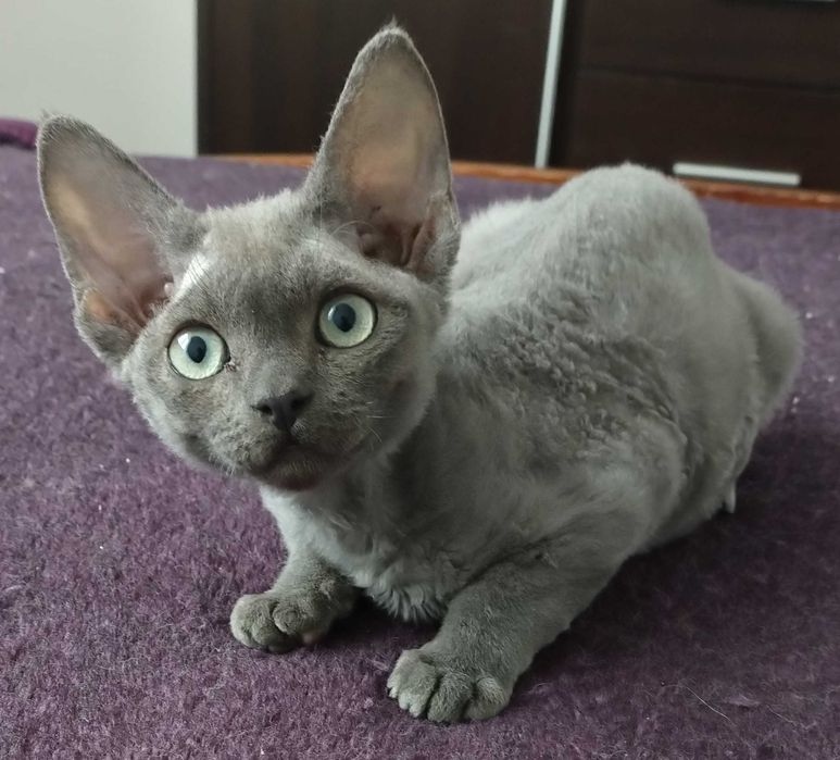Devon Rex Kocurek niebieski z prawdziwym rodowodem FPL