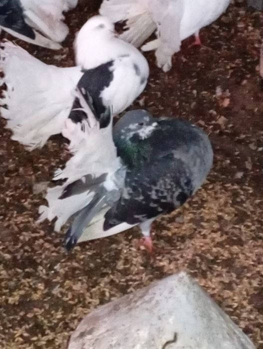 Gołebie pawiki sprzedam