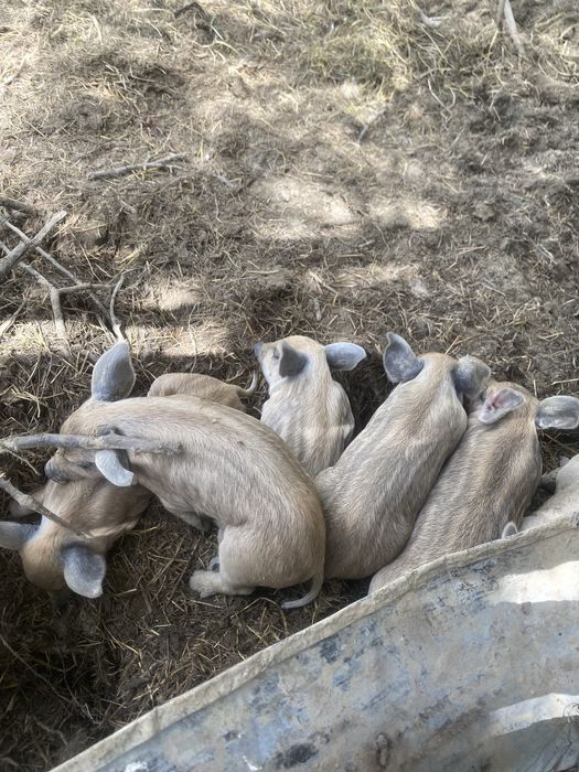 Продам поросят мангалиця-дюрок