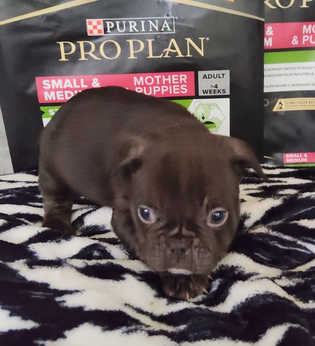 Bulldog Francês Chocolate