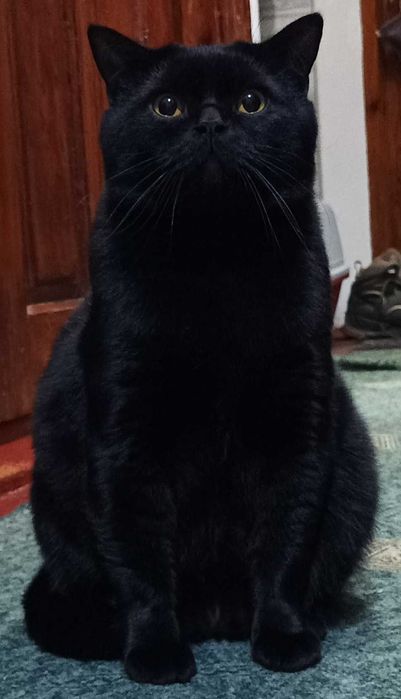 Шотландские вислоухие котята