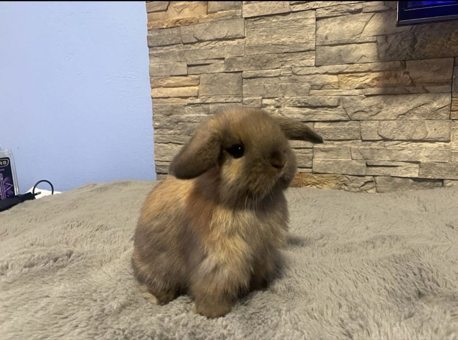 Mini lop/metryka/maluch