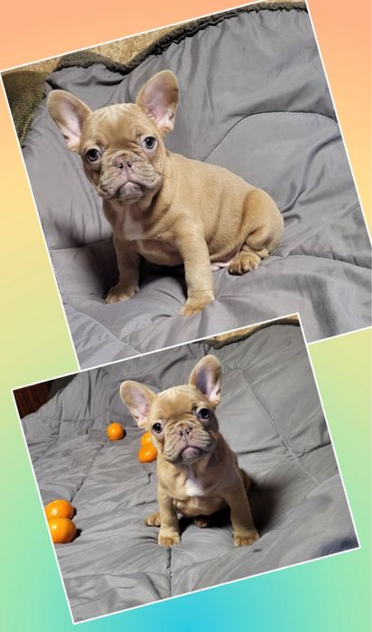 Шоколадный мальчик мини французик