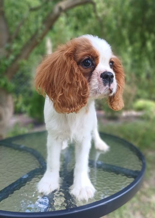 Cavalier King Charles Spaniel-Sunia