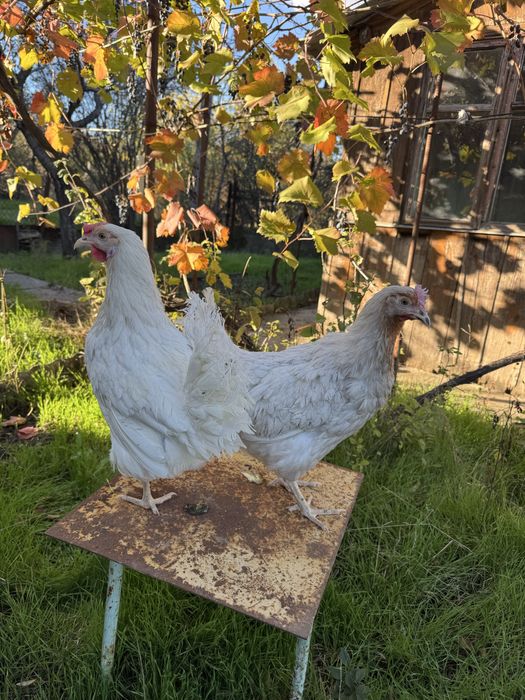 Куры несушки, доминант, ломан браун