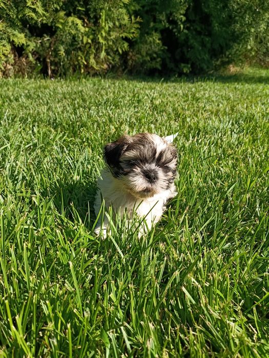Shih Tzu chłopiec tricolor