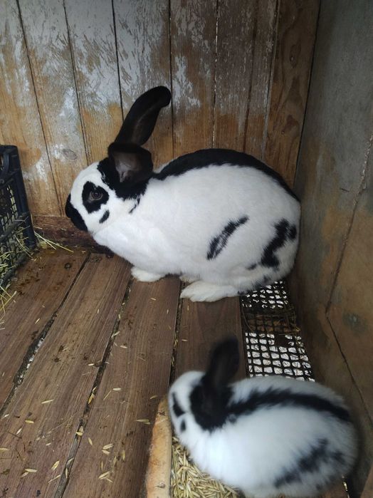 Кролі різних порід!!!