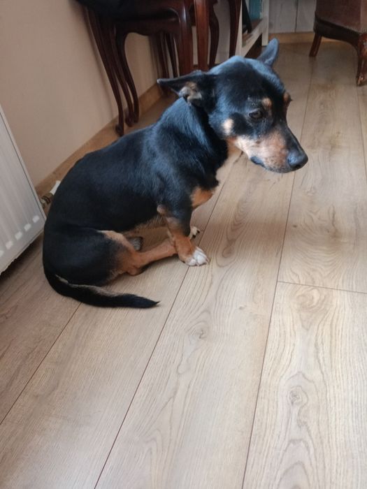 Murzynek szuka domu.